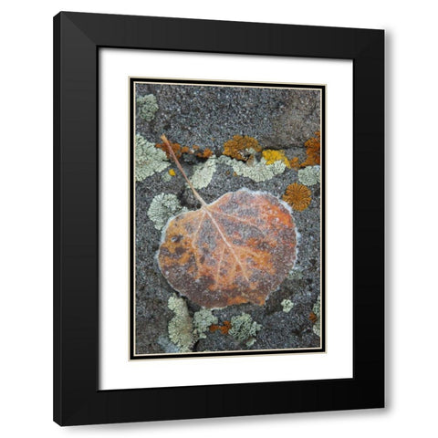 Colorado, Uncompahgre NF Rindrops on aspen leaf Black Modern Wood Framed Art Print with Double Matting by Grall, Don