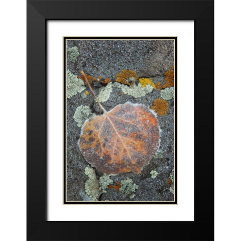 Colorado, Uncompahgre NF Rindrops on aspen leaf Black Modern Wood Framed Art Print with Double Matting by Grall, Don
