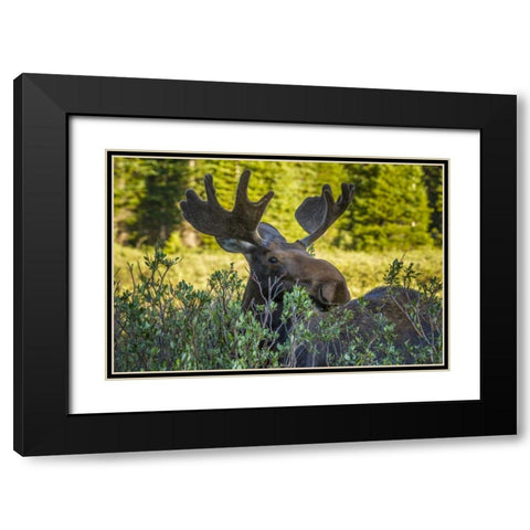 Colorado, Arapaho NF Wary male moose Black Modern Wood Framed Art Print with Double Matting by Illg, Cathy and Gordon