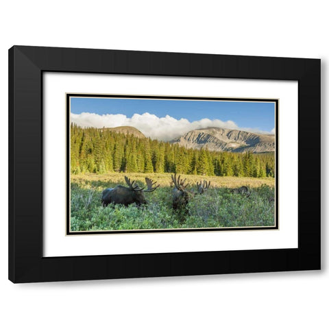 CO, Arapaho NF Male moose grazing on bushes Black Modern Wood Framed Art Print with Double Matting by Illg, Cathy and Gordon