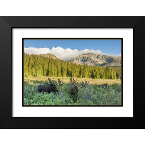 CO, Arapaho NF Male moose grazing on bushes Black Modern Wood Framed Art Print with Double Matting by Illg, Cathy and Gordon