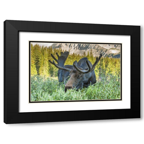 Colorado, Arapaho NF Male moose grazing on bush Black Modern Wood Framed Art Print with Double Matting by Illg, Cathy and Gordon