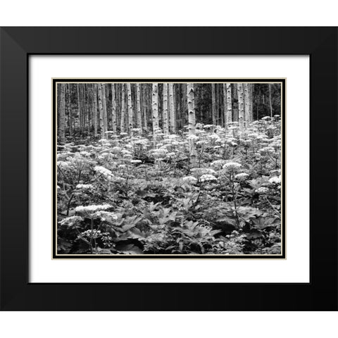 CO, Rocky Mts Cow parsnip grows in aspen grove Black Modern Wood Framed Art Print with Double Matting by Flaherty, Dennis
