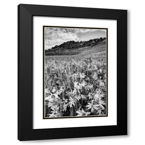 Colorado Wildflowers cover hillside Black Modern Wood Framed Art Print with Double Matting by Flaherty, Dennis