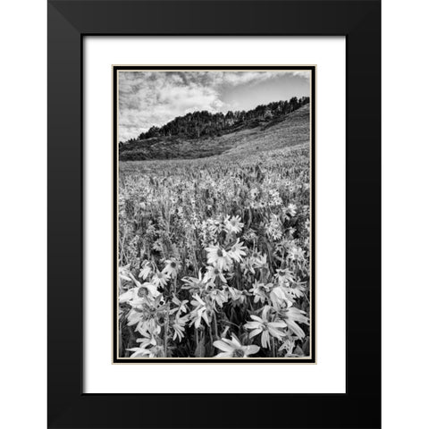 Colorado Wildflowers cover hillside Black Modern Wood Framed Art Print with Double Matting by Flaherty, Dennis