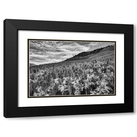 Colorado Wildflowers cover hillside Black Modern Wood Framed Art Print with Double Matting by Flaherty, Dennis