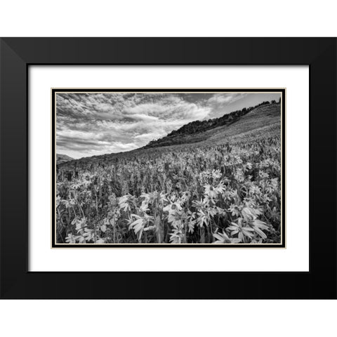 Colorado Wildflowers cover hillside Black Modern Wood Framed Art Print with Double Matting by Flaherty, Dennis