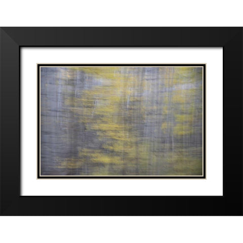 CO, Gunnison NF Abstract of aspens Black Modern Wood Framed Art Print with Double Matting by Grall, Don