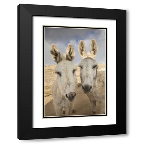 Colorado, South Park Close-up of wild burros Black Modern Wood Framed Art Print with Double Matting by Grall, Don