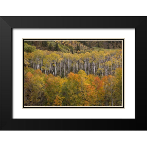 CO, White River NF Aspen grove at peak autumn Black Modern Wood Framed Art Print with Double Matting by Grall, Don