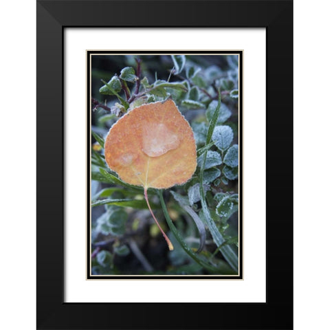 CO, Uncompahgre NF Frozen raindrops on aspen Black Modern Wood Framed Art Print with Double Matting by Grall, Don