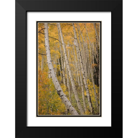Colorado, San Juan NF Autumn-colored aspen trees Black Modern Wood Framed Art Print with Double Matting by Grall, Don