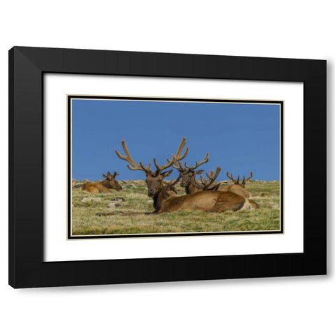 Colorado, Rocky Mountain NP Bull elks resting Black Modern Wood Framed Art Print with Double Matting by Illg, Cathy and Gordon
