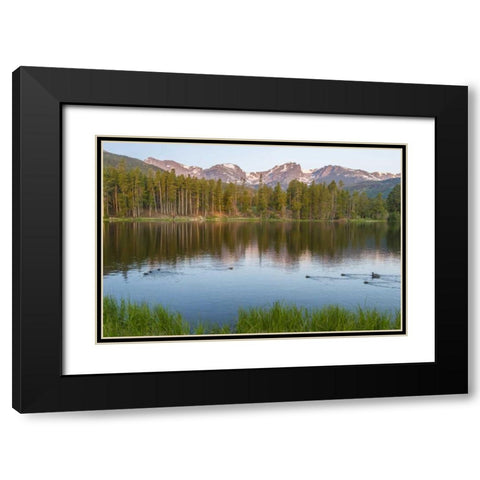Colorado, Rocky Mountains Ducks on Sprague Lake Black Modern Wood Framed Art Print with Double Matting by Illg, Cathy and Gordon