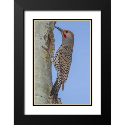 CO, Rocky Mts Red-shafted flicker by nest Black Modern Wood Framed Art Print with Double Matting by Illg, Cathy and Gordon