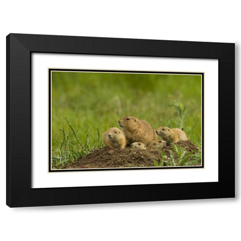 CO, Rocky Mountain Arsenal Prairie dog family Black Modern Wood Framed Art Print with Double Matting by Illg, Cathy and Gordon