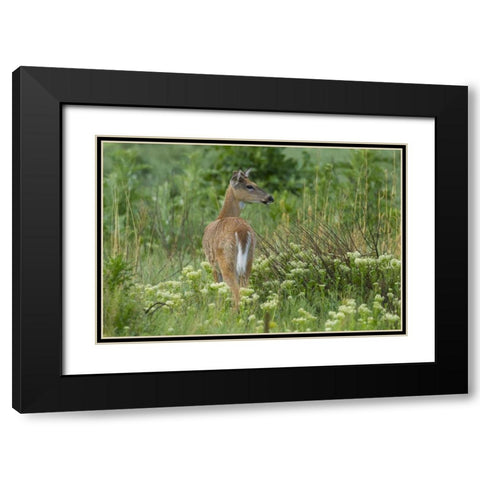 CO, Rocky Mountain Arsenal White-tailed deer Black Modern Wood Framed Art Print with Double Matting by Illg, Cathy and Gordon