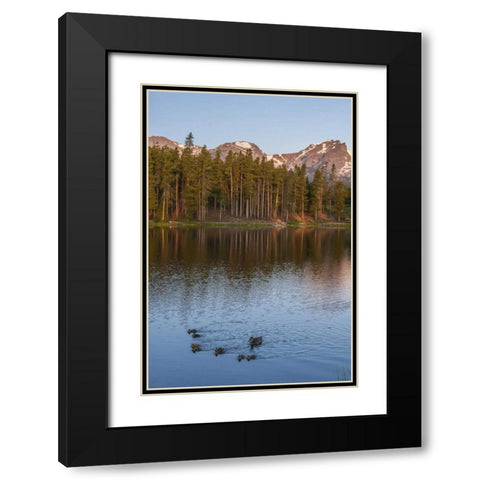 Colorado, Rocky Mountains Ducks on Sprague Lake Black Modern Wood Framed Art Print with Double Matting by Illg, Cathy and Gordon