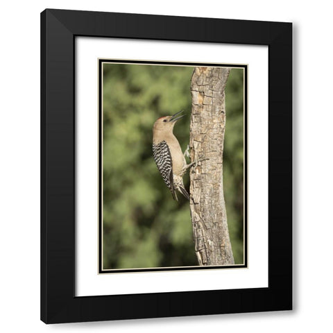 AZ, Amado Gila woodpecker on dead tree trunk Black Modern Wood Framed Art Print with Double Matting by Kaveney, Wendy