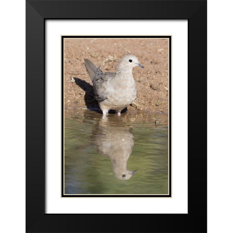 USA, Arizona, Amado Mourning dove and reflection Black Modern Wood Framed Art Print with Double Matting by Kaveney, Wendy