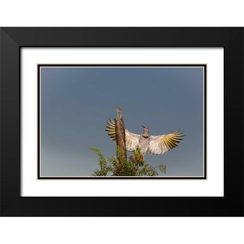 AZ, Buckeye Gilded flicker on cholla skeleton Black Modern Wood Framed Art Print with Double Matting by Kaveney, Wendy