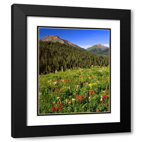 CO, Maroon Bells-Snowmass Wilderness Flowers Black Modern Wood Framed Art Print with Double Matting by Terrill, Steve