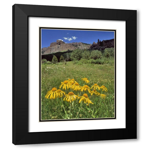 CO, Mill Creek Valley Sneezeweed blooming Black Modern Wood Framed Art Print with Double Matting by Terrill, Steve