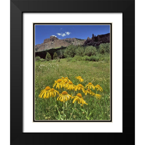 CO, Mill Creek Valley Sneezeweed blooming Black Modern Wood Framed Art Print with Double Matting by Terrill, Steve
