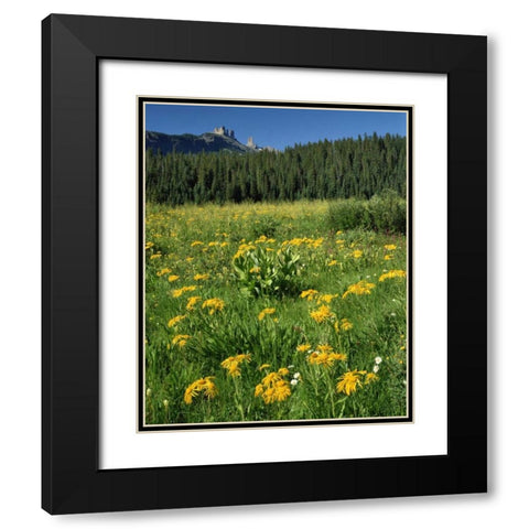 CO, West Elks Wilderness Sneezeweed blooming Black Modern Wood Framed Art Print with Double Matting by Terrill, Steve