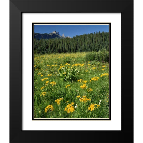 CO, West Elks Wilderness Sneezeweed blooming Black Modern Wood Framed Art Print with Double Matting by Terrill, Steve