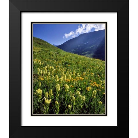 CO, Gunnison NF Sulfur paintbrush and groundsel Black Modern Wood Framed Art Print with Double Matting by Terrill, Steve
