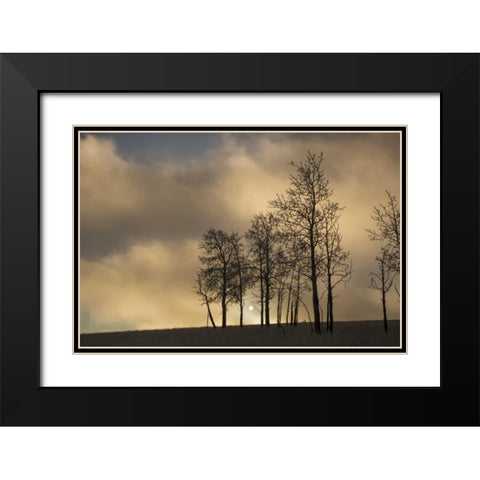 CO, Pike NF Sunrise on clouds and aspen trees Black Modern Wood Framed Art Print with Double Matting by Grall, Don