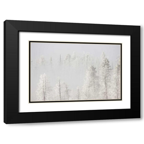 Colorado, Pike NF Trees with hoarfrost in fog Black Modern Wood Framed Art Print with Double Matting by Grall, Don