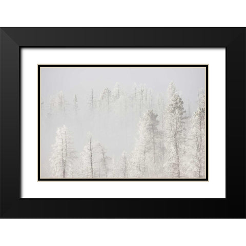 Colorado, Pike NF Trees with hoarfrost in fog Black Modern Wood Framed Art Print with Double Matting by Grall, Don