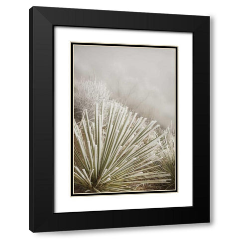CO, Pike NF Soapweed yucca covered in hoarfrost Black Modern Wood Framed Art Print with Double Matting by Grall, Don