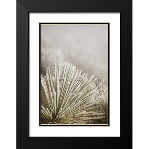 CO, Pike NF Soapweed yucca covered in hoarfrost Black Modern Wood Framed Art Print with Double Matting by Grall, Don