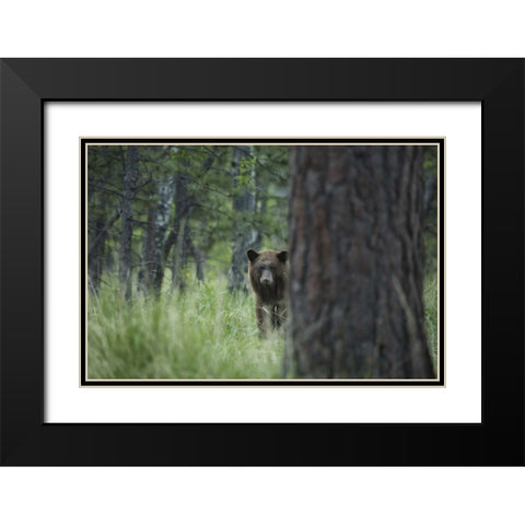 Colorado A cinnamon phase black bear in forest Black Modern Wood Framed Art Print with Double Matting by Grall, Don