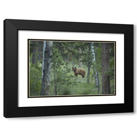 Colorado A cinnamon phase black bear in forest Black Modern Wood Framed Art Print with Double Matting by Grall, Don
