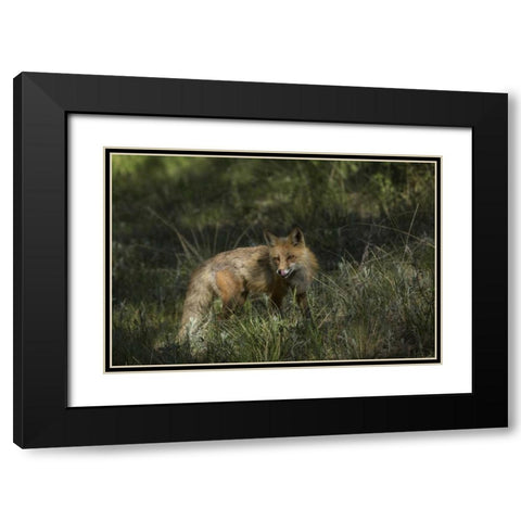 Colorado, Pike National Forest Red fox in meadow Black Modern Wood Framed Art Print with Double Matting by Grall, Don