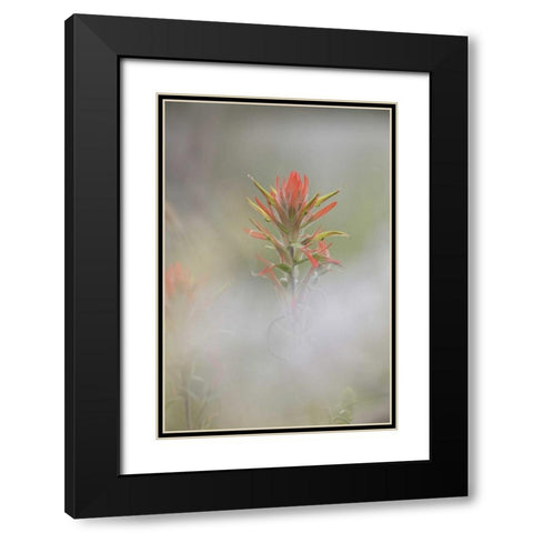 CO, Pike NF Indian paintbrush in foggy meadow Black Modern Wood Framed Art Print with Double Matting by Grall, Don
