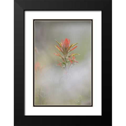 CO, Pike NF Indian paintbrush in foggy meadow Black Modern Wood Framed Art Print with Double Matting by Grall, Don