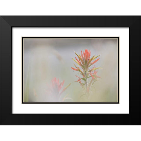 CO, Pike NF Indian paintbrush in foggy meadow Black Modern Wood Framed Art Print with Double Matting by Grall, Don