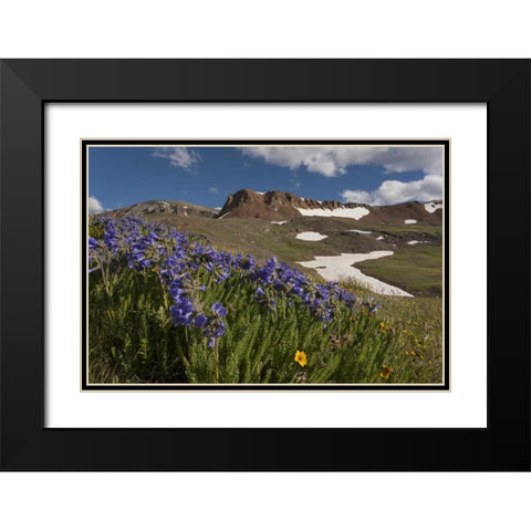Colorado, San Juan Mts Flowers on Cinnamon Pass Black Modern Wood Framed Art Print with Double Matting by Grall, Don