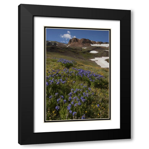 Colorado, San Juan Mts Flowers on Cinnamon Pass Black Modern Wood Framed Art Print with Double Matting by Grall, Don