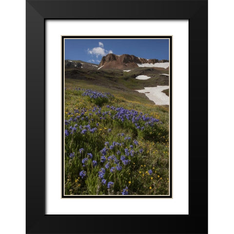Colorado, San Juan Mts Flowers on Cinnamon Pass Black Modern Wood Framed Art Print with Double Matting by Grall, Don