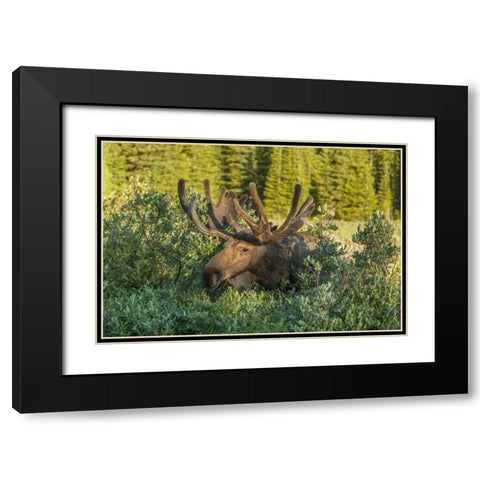 Colorado, Brainard Lake Moose in velvet antlers Black Modern Wood Framed Art Print with Double Matting by Illg, Cathy and Gordon