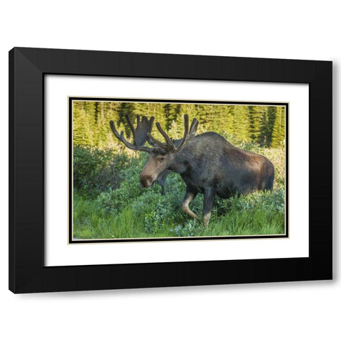 Colorado, Brainard Lake Moose in velvet antlers Black Modern Wood Framed Art Print with Double Matting by Illg, Cathy and Gordon