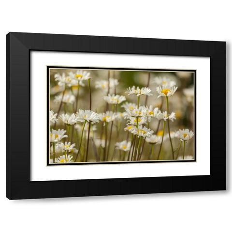 USA, Colorado, Grand County Oxeye daisies Black Modern Wood Framed Art Print with Double Matting by Illg, Cathy and Gordon