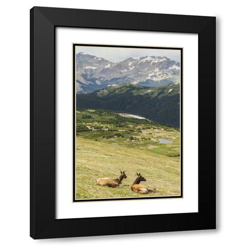 CO, Rocky Mts Elk cows and mountain landscape Black Modern Wood Framed Art Print with Double Matting by Illg, Cathy and Gordon