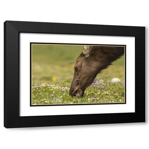 Colorado, Rocky Mountains Elk cow eating flowers Black Modern Wood Framed Art Print with Double Matting by Illg, Cathy and Gordon